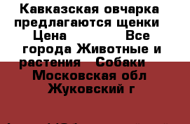 Кавказская овчарка -предлагаются щенки › Цена ­ 20 000 - Все города Животные и растения » Собаки   . Московская обл.,Жуковский г.
